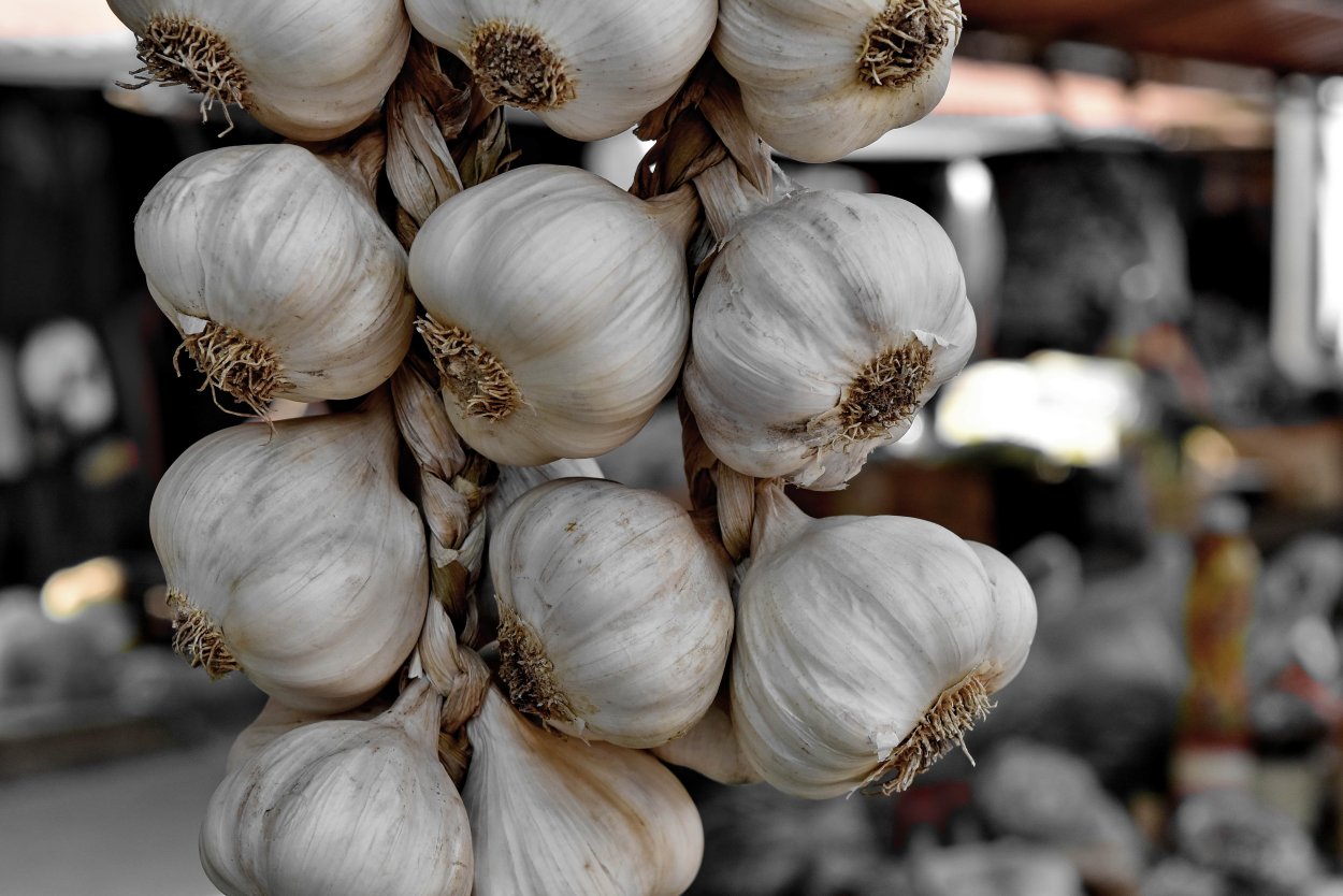 Корень чеснока