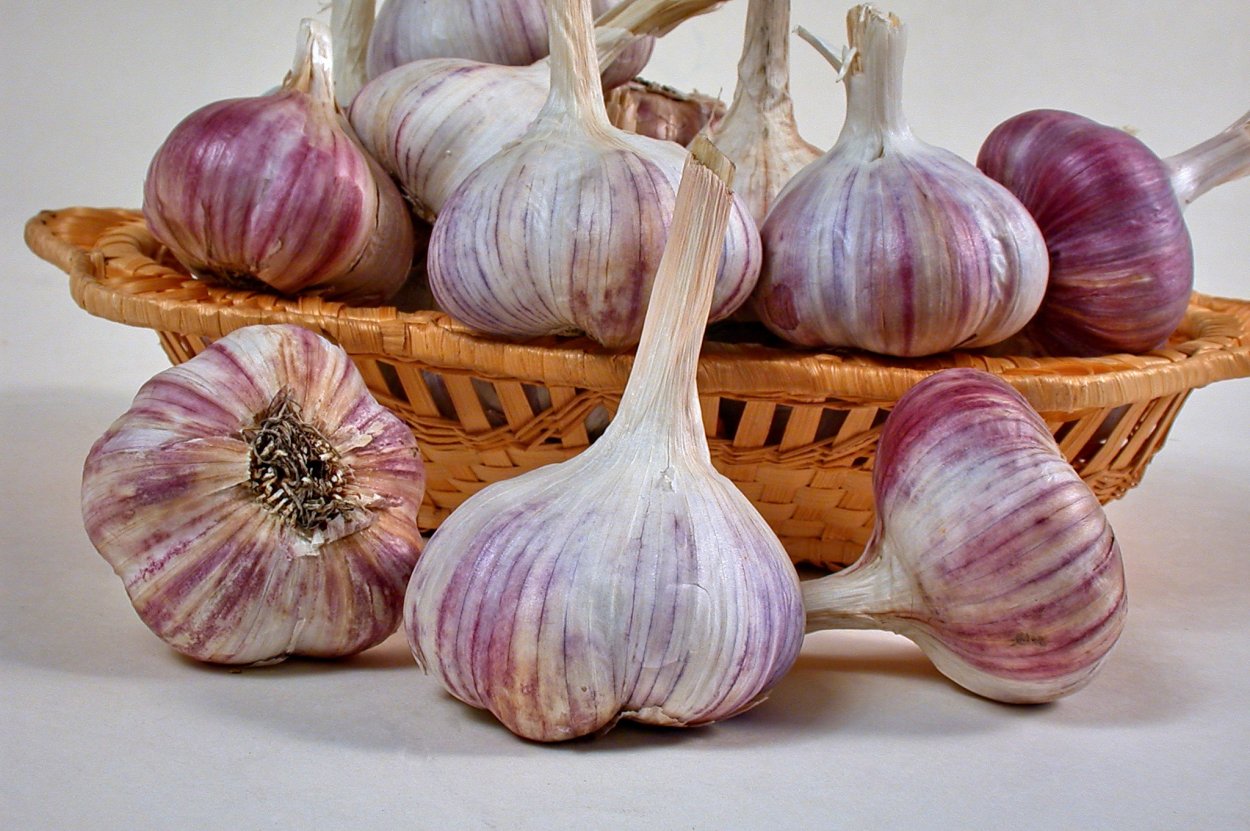 Чеснок Грибовский Юбилейный