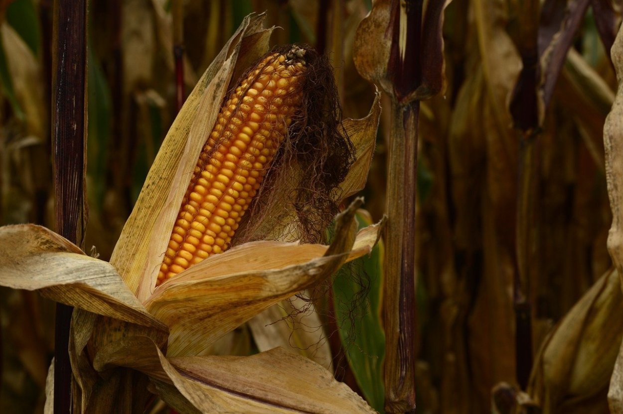 Коричневая кукуруза