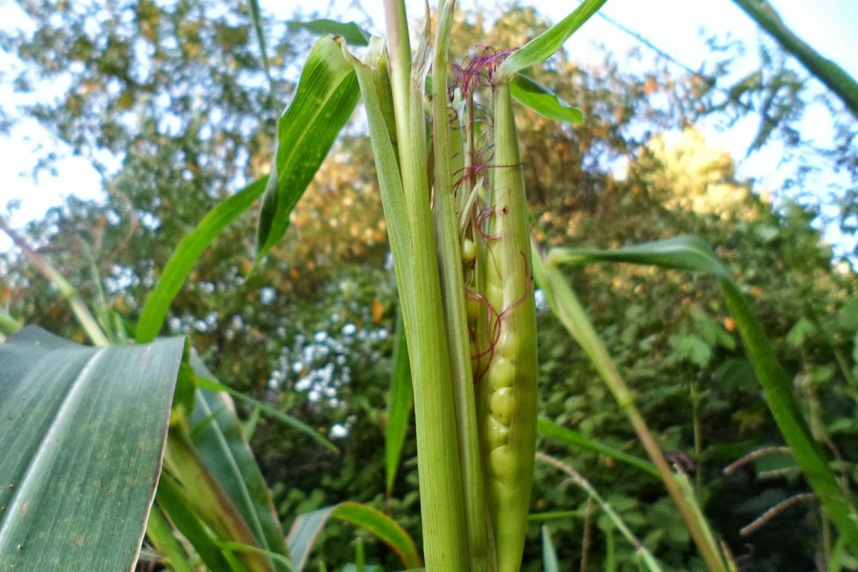 Теосинте и кукуруза