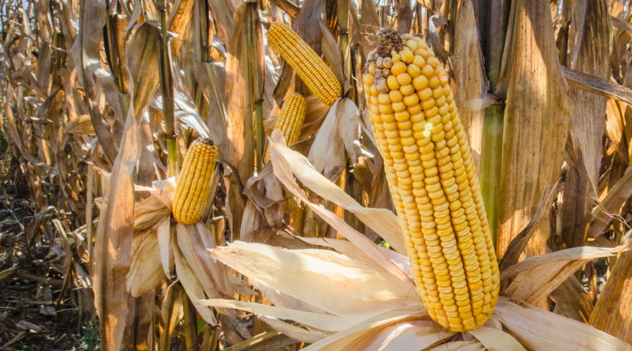 Плантация кукурузы
