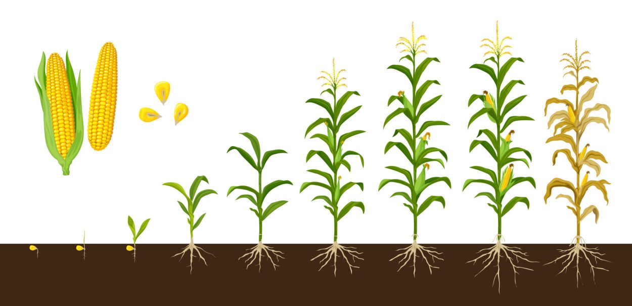 Этапы роста кукурузы