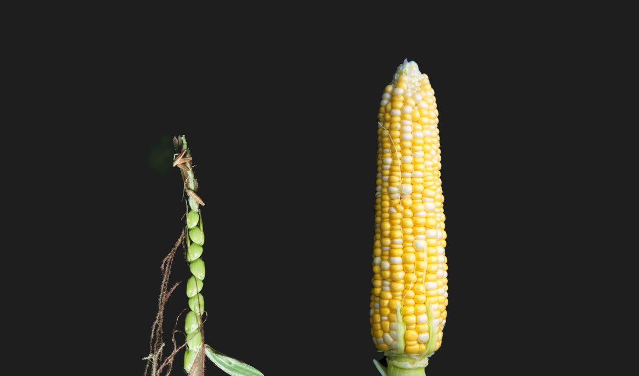 Дикая кукуруза теосинте