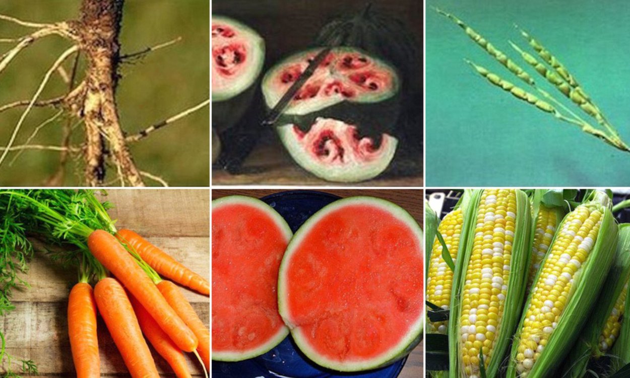 Фрукты до селекции