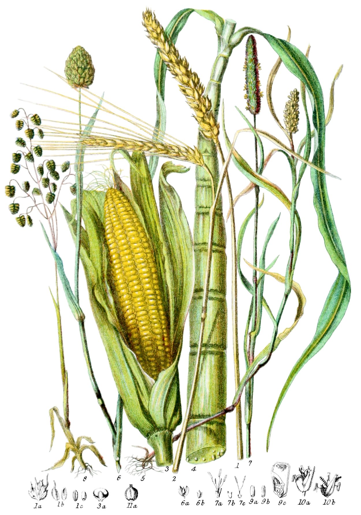 Кукуруза ботаника