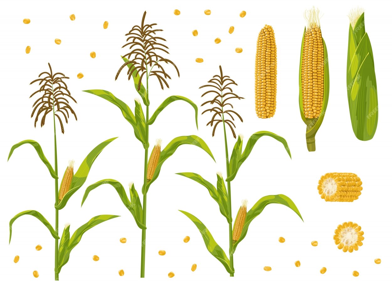 Кукурузное поле рисунок для детей