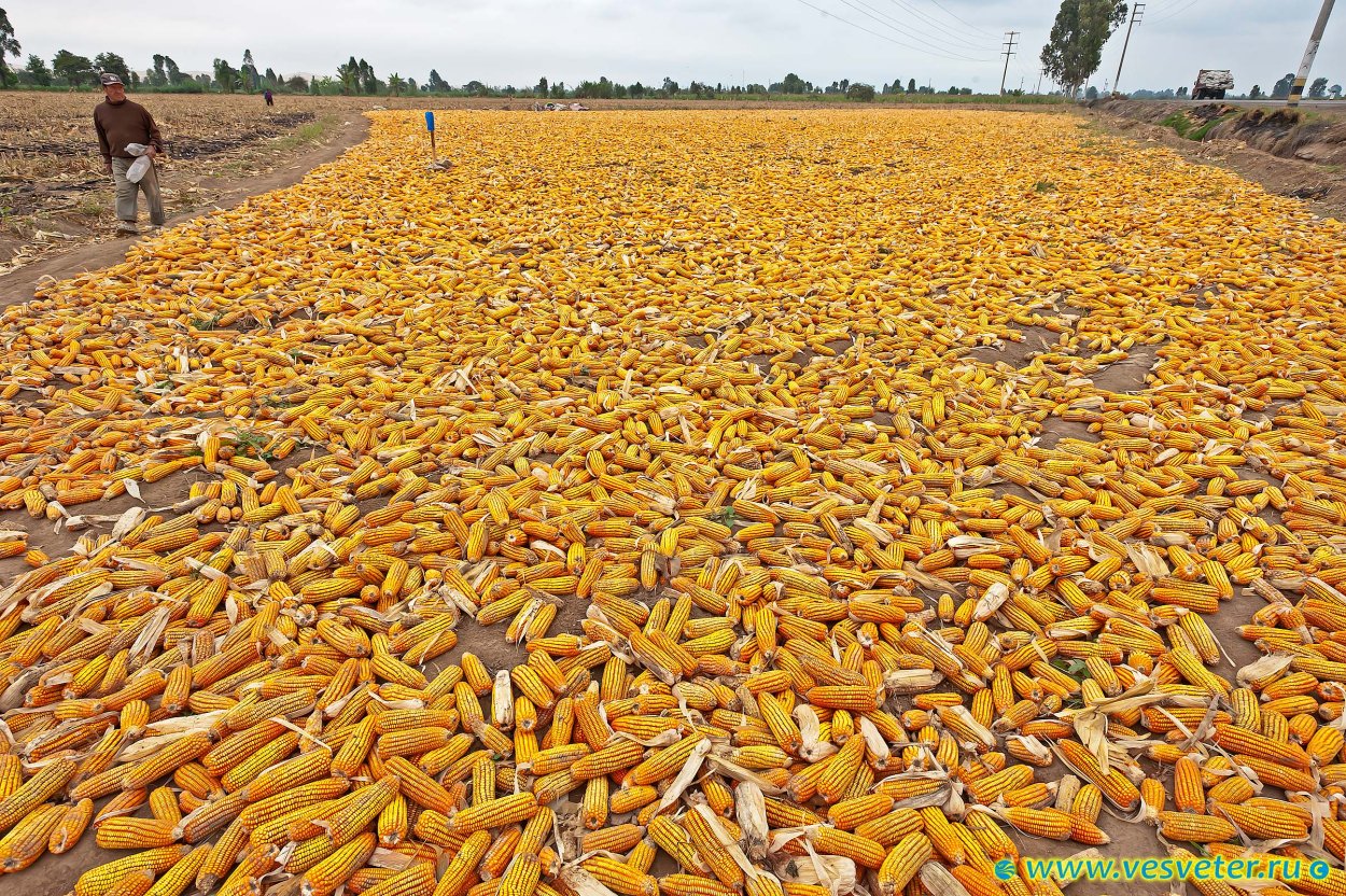Кукурузные плантации Мексики