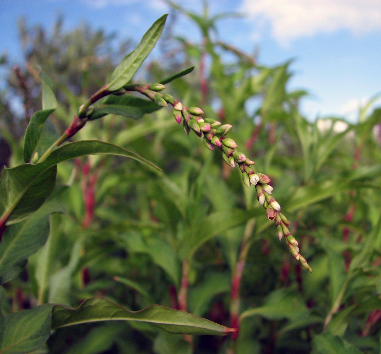 Горец перечный – Persicaria hydropiper