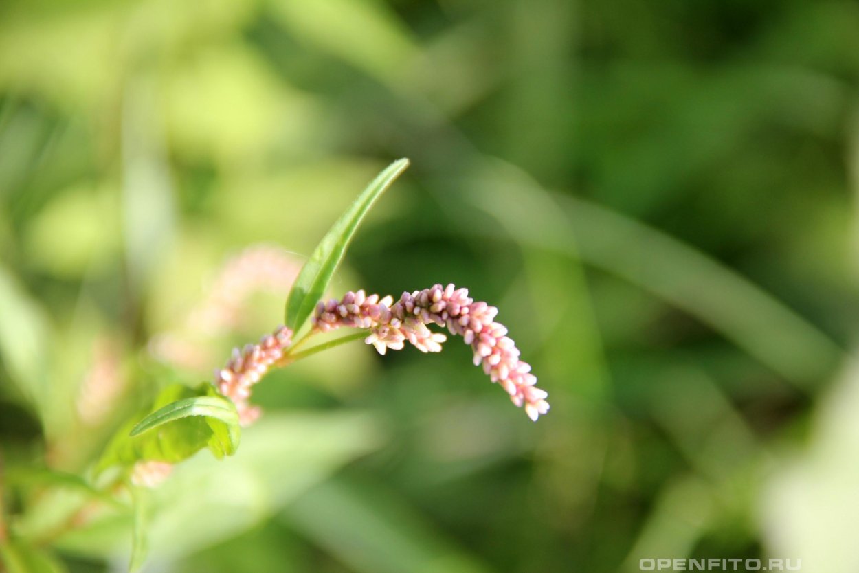Горец перечный - Polygonum hydropiper