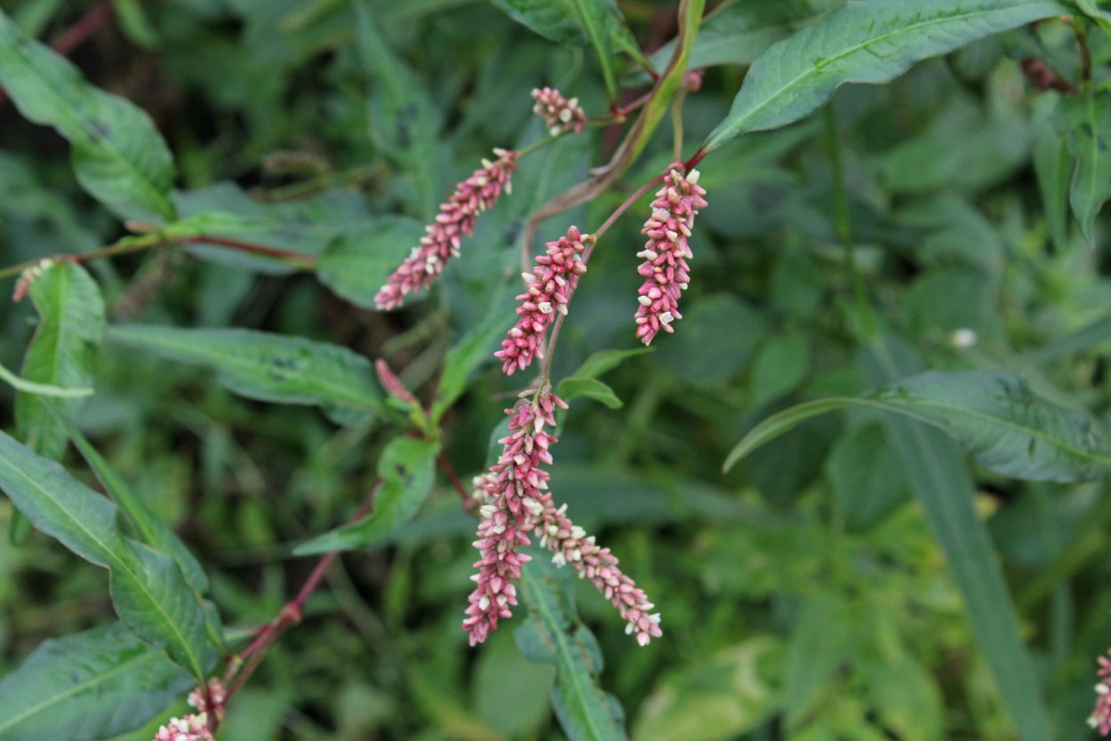 Горец щавелелистный - Persicaria lapathifolia