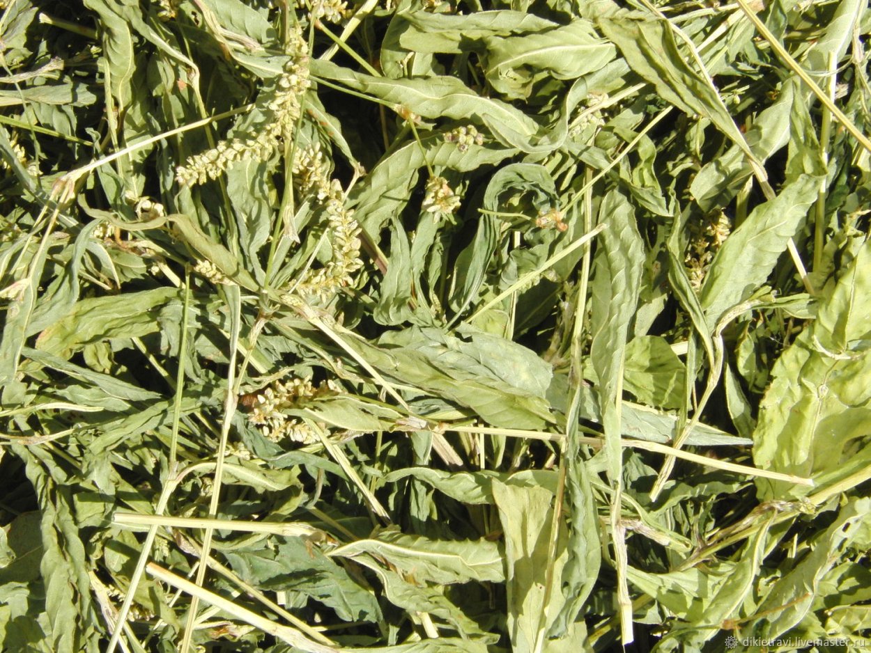 Трава горца перечного водяного перца