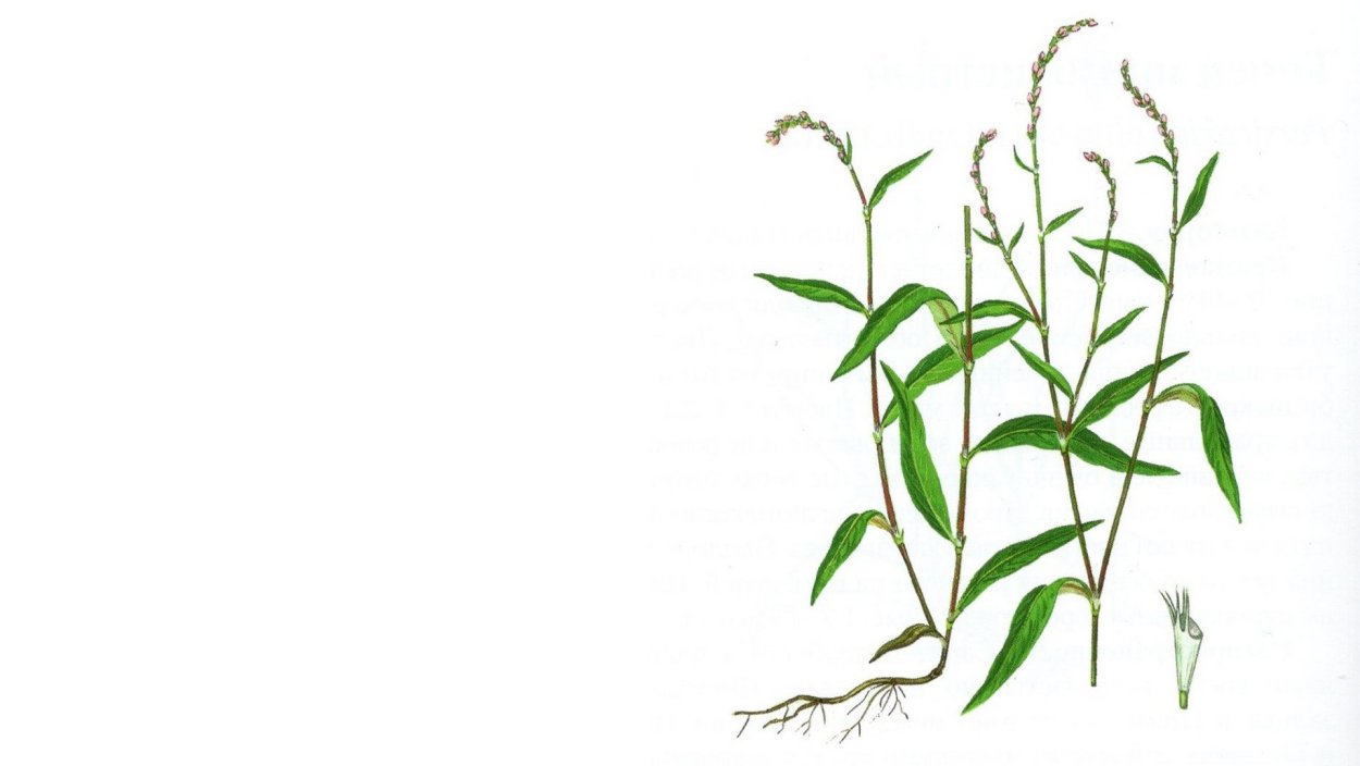 Горец перечный Фармакогнозия