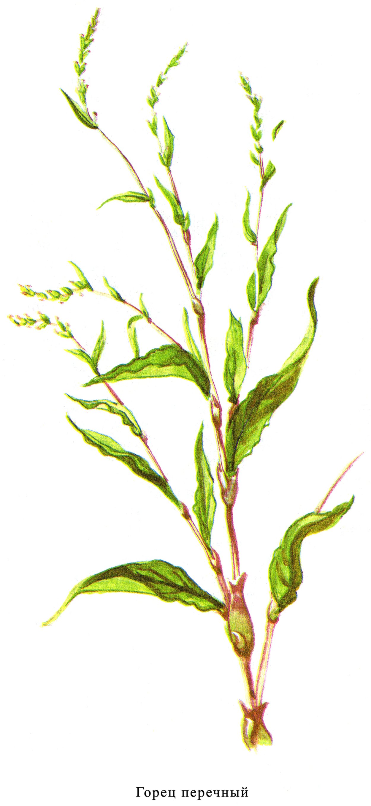 Горец перечный водяной перец