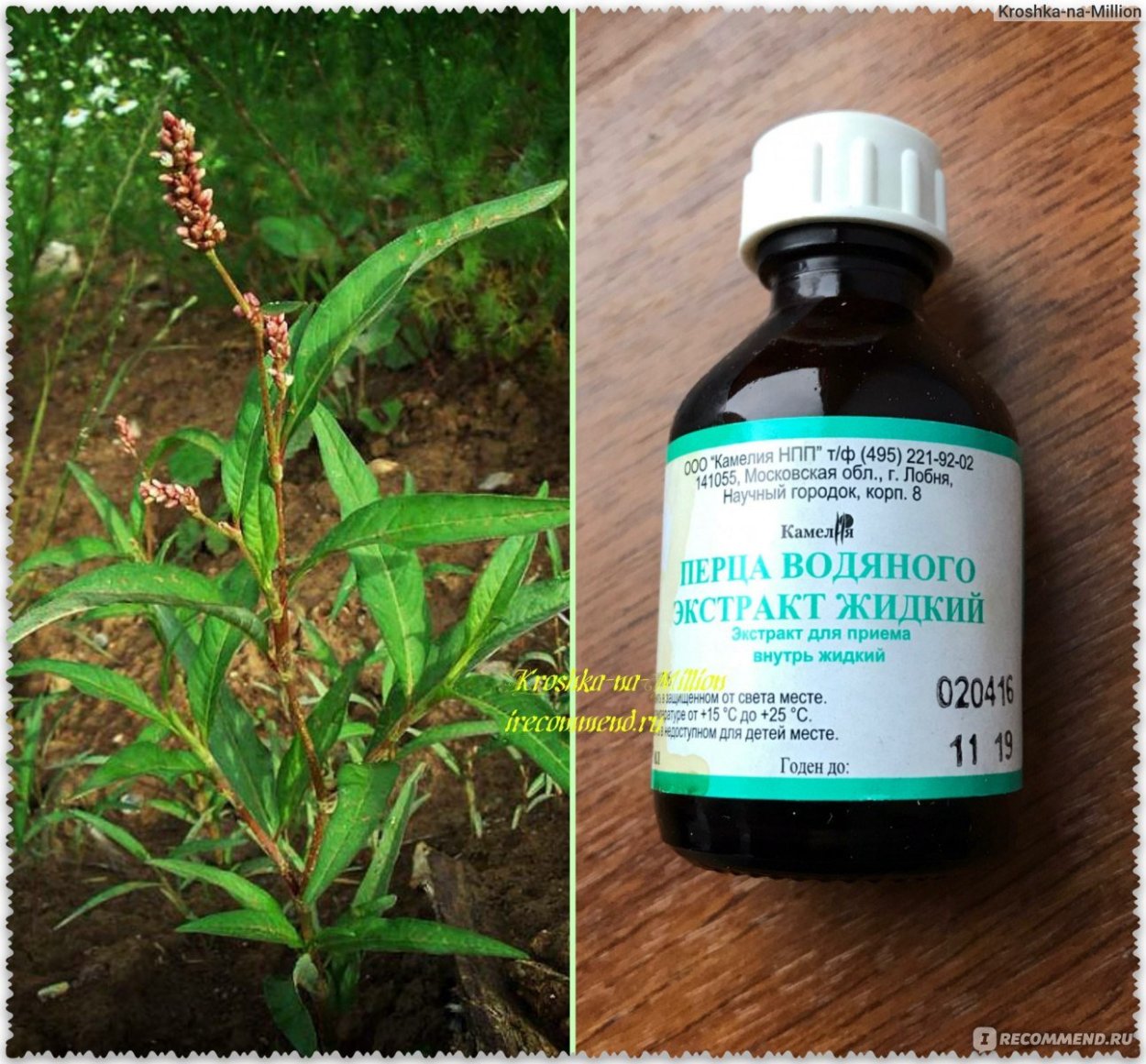 Настойка водяного перца Горец перечный