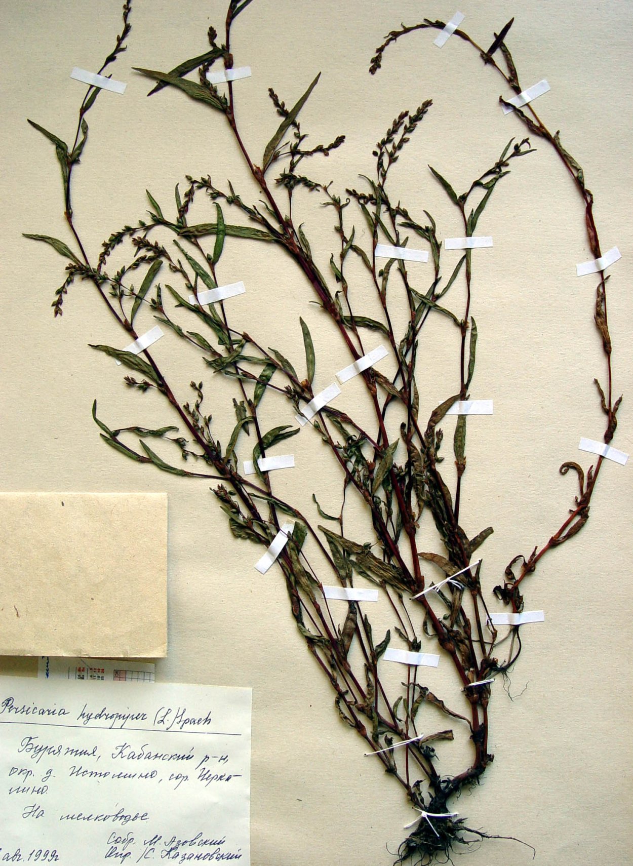 Горец перечный гербарий