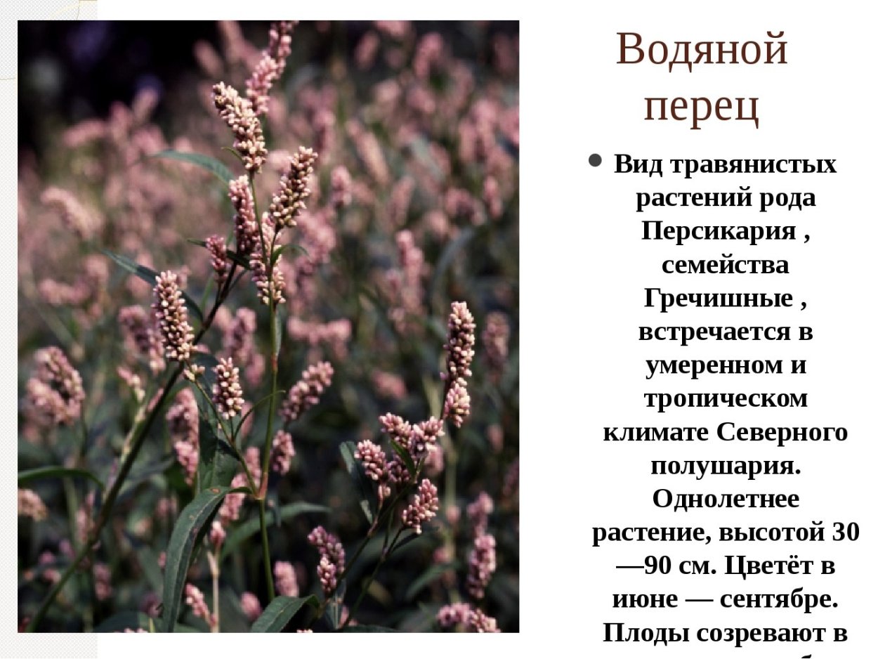 Гречишные растения список