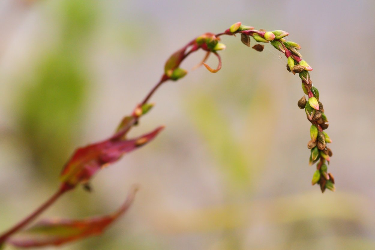 Водяной перец