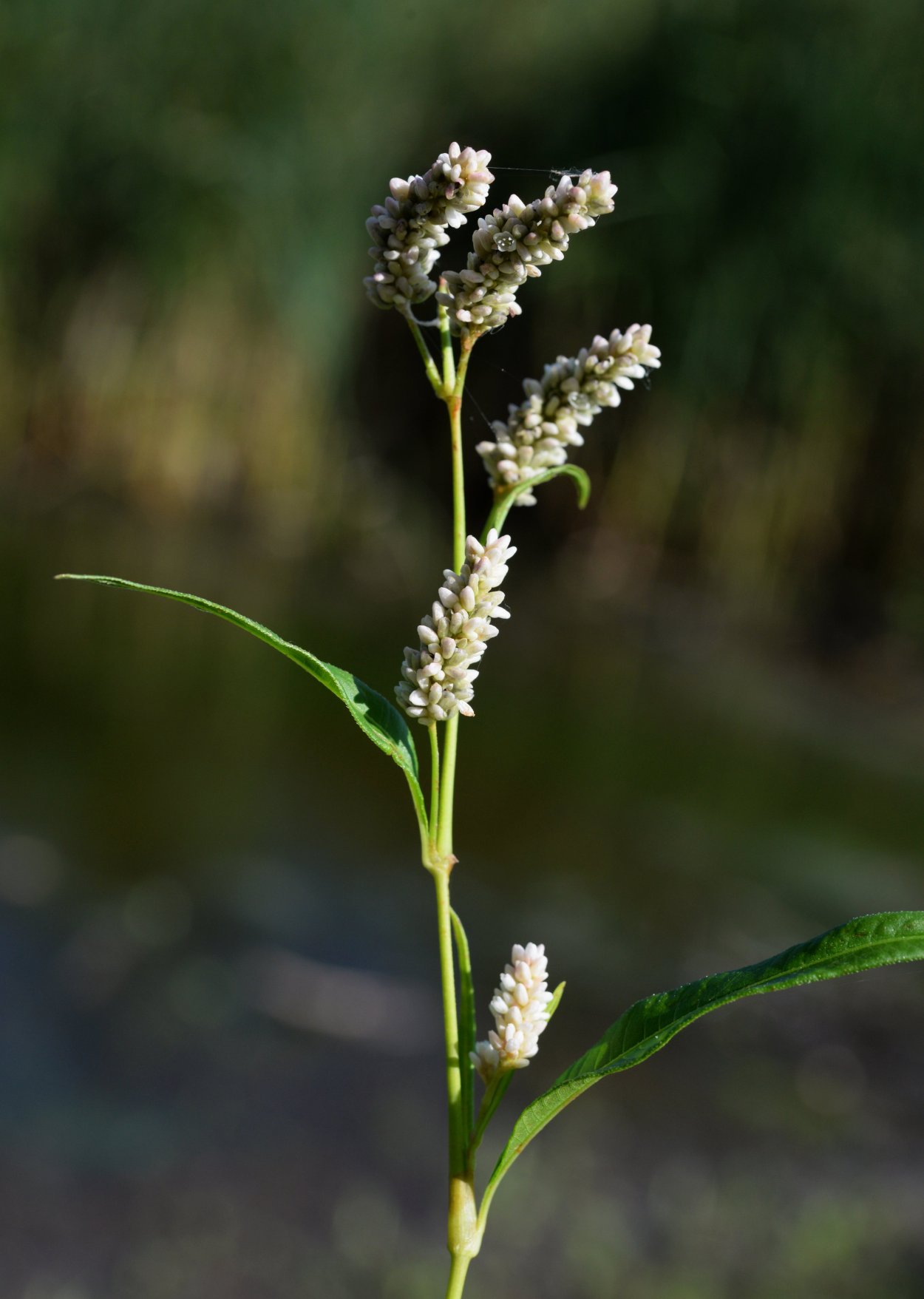 Persicaria lapathifolia Горец развесистый