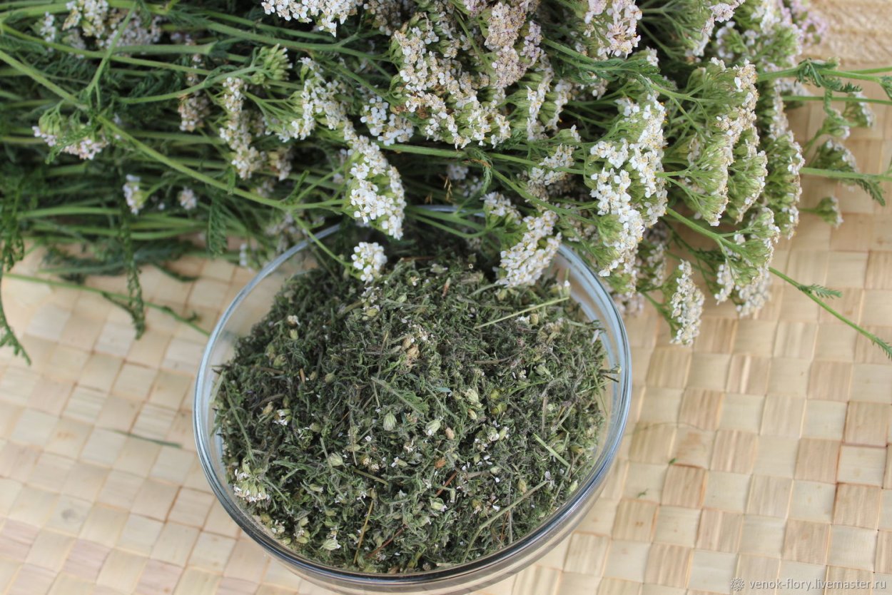 Тысячелистник скрутки