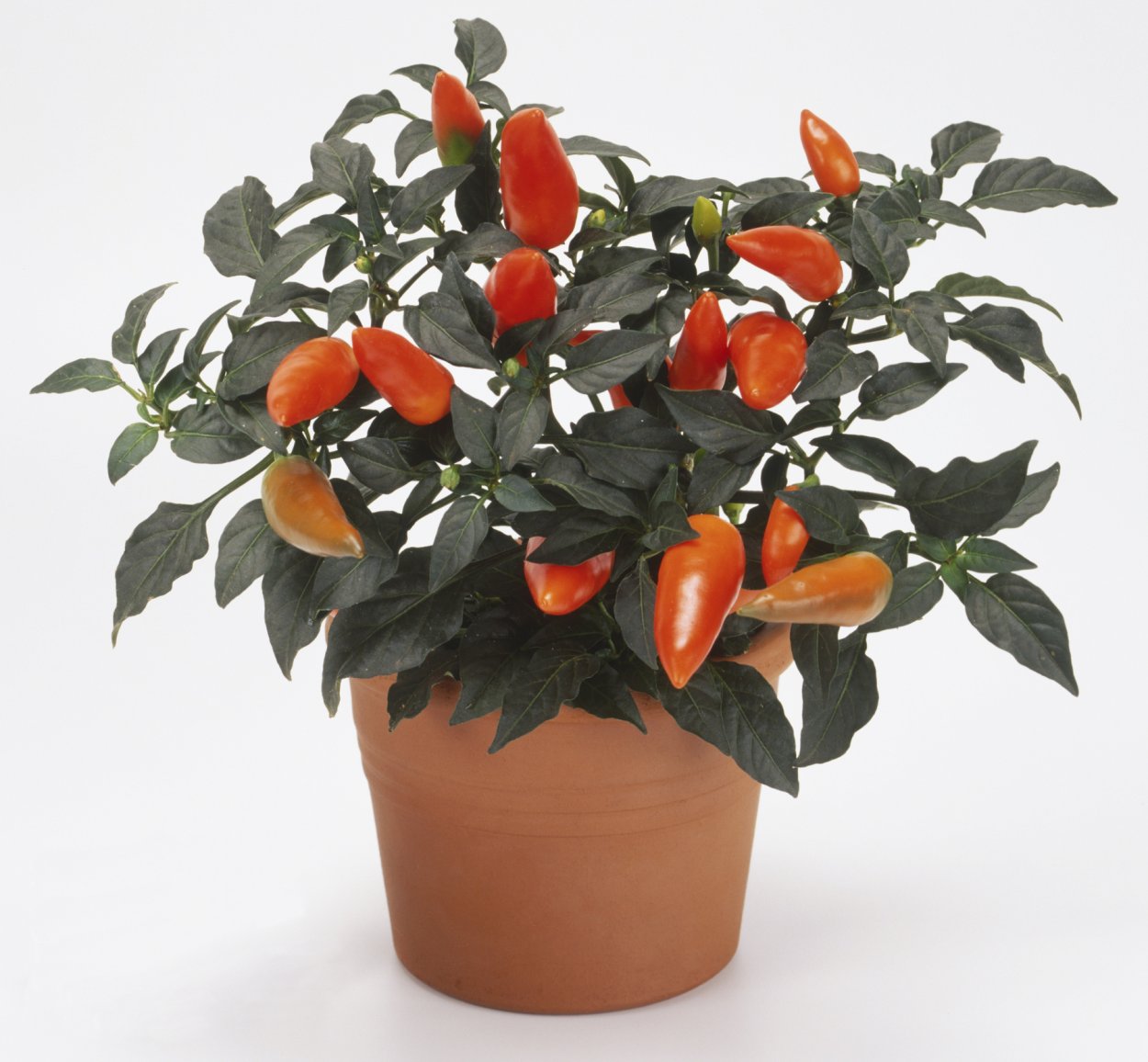 Перец декоративный Каприс