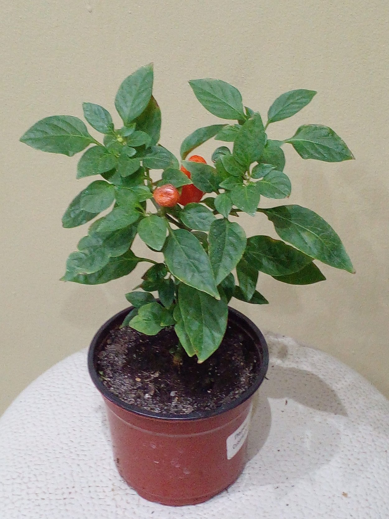 Перец декоративный ампельный зорро