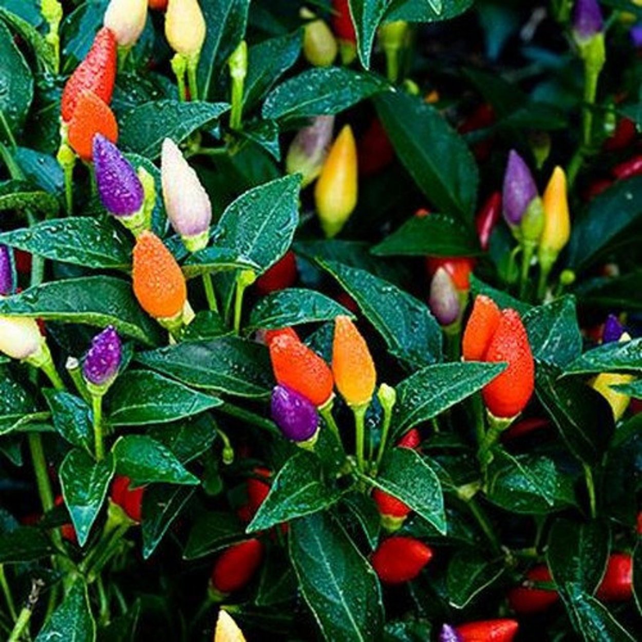 Капсикум кустарниковый