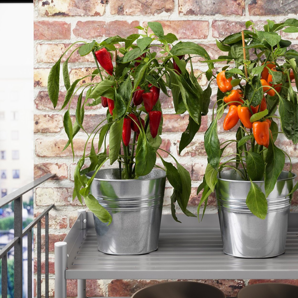 Декоративный перец икеа