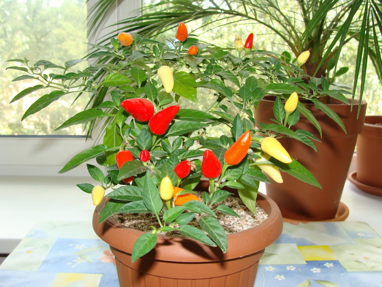 Перец семицветик домашний