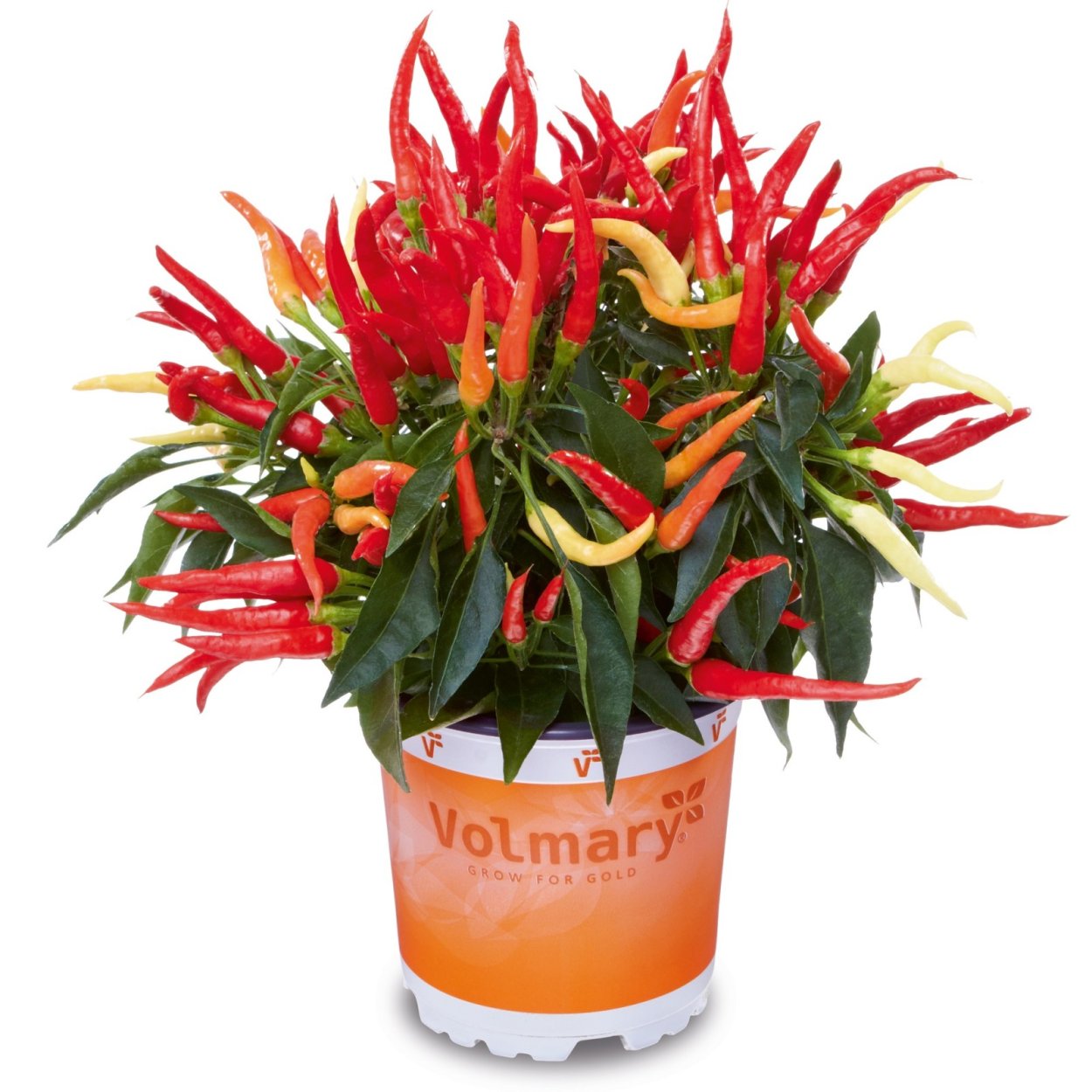 Капсикум Джокер красный