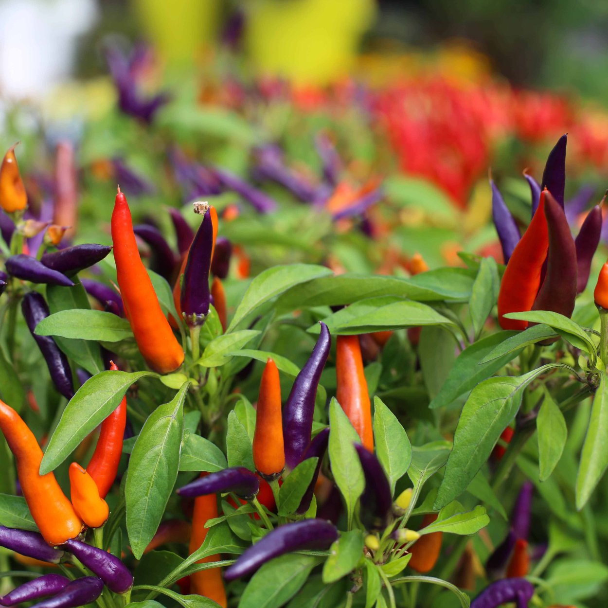 Капсикум кустарниковый