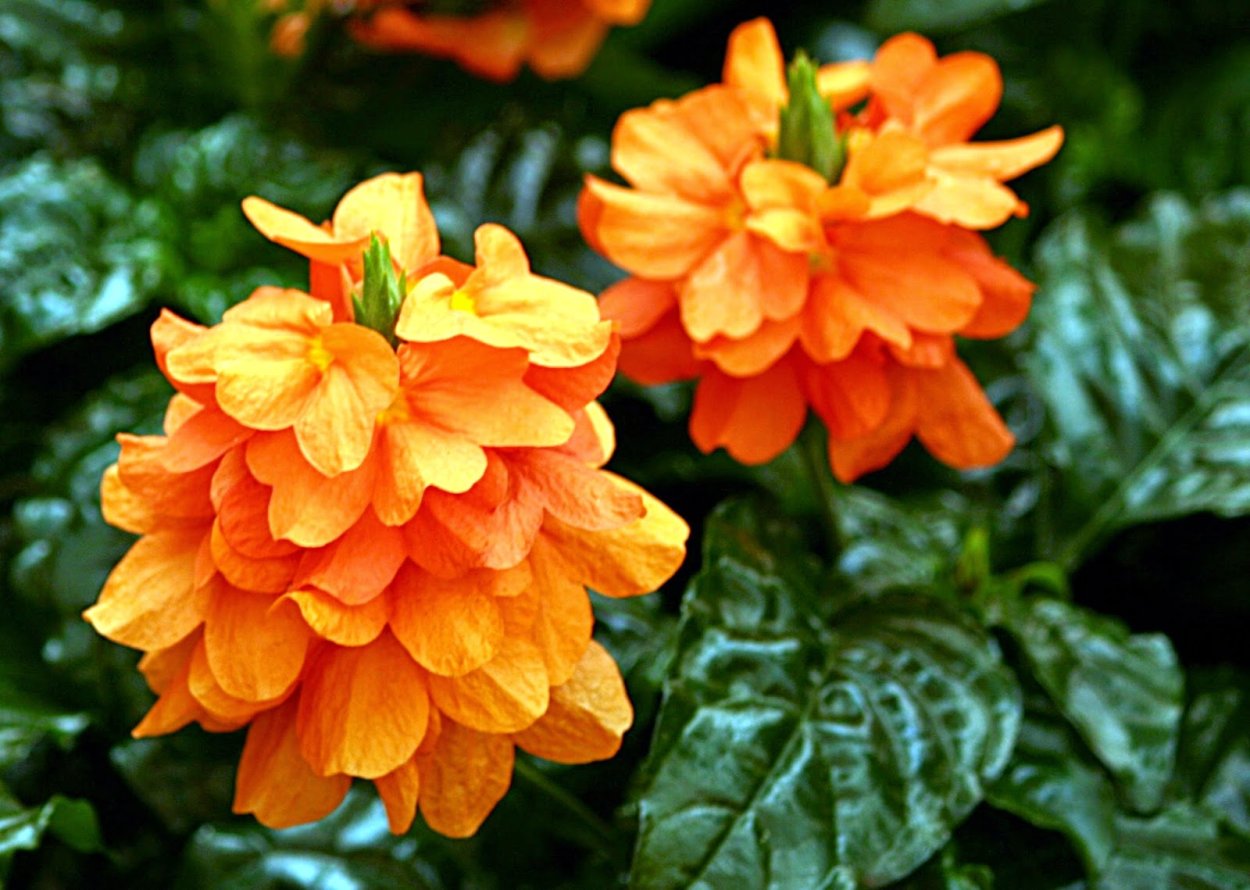 Crossandra infundibuliformis