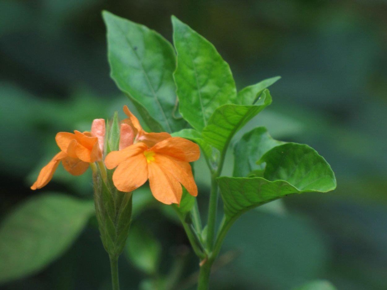 Crossandra infundibuliformis
