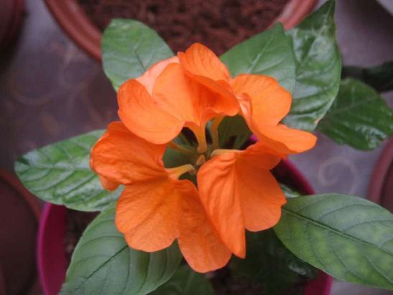 Кроссандра воронковидная