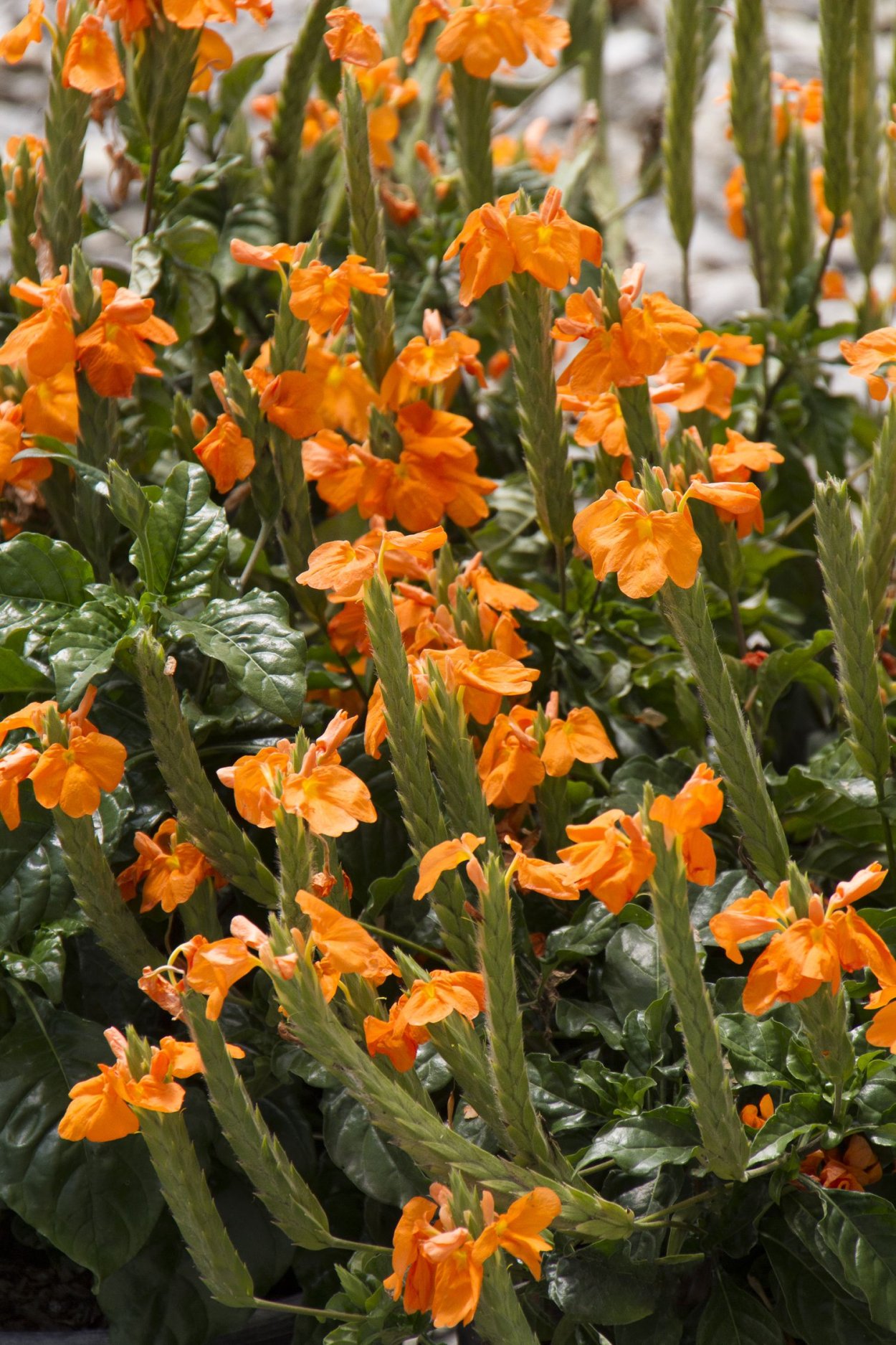 Кроссандра цветок