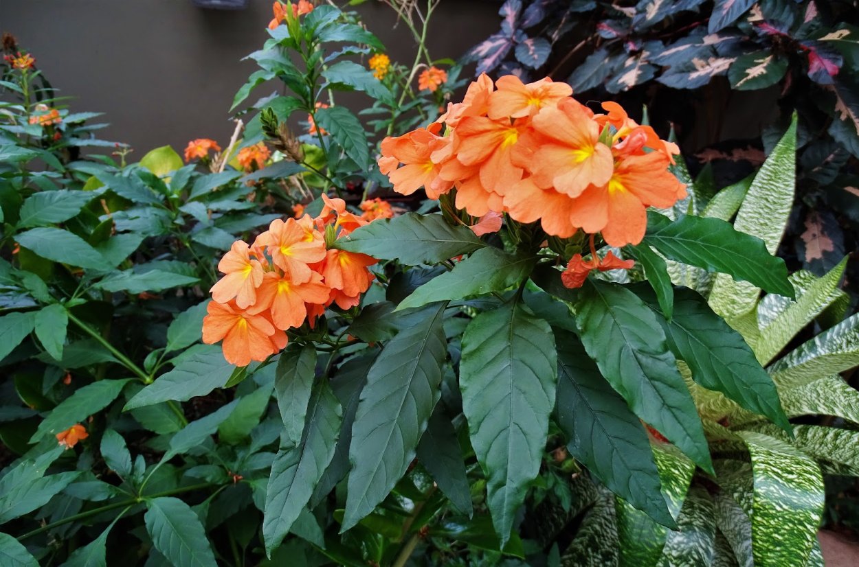 Кроссандра цветок