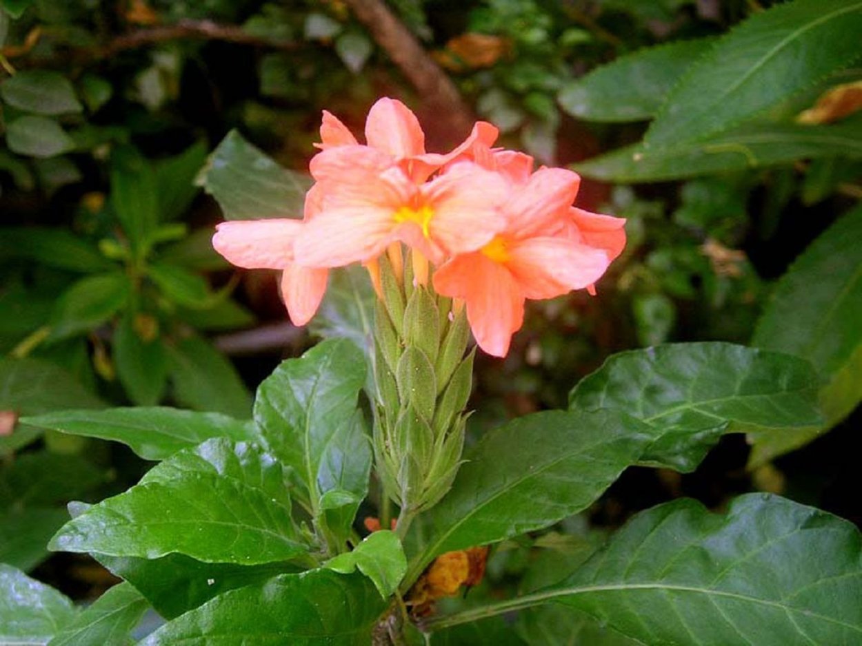 Acanthaceae Crossandra
