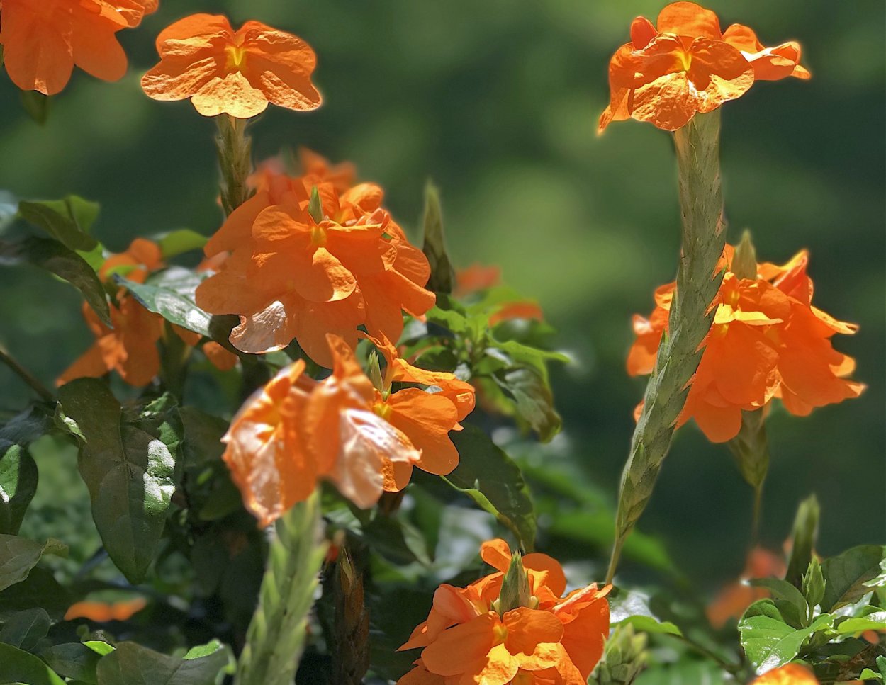 Цейлонская красавица кроссандра