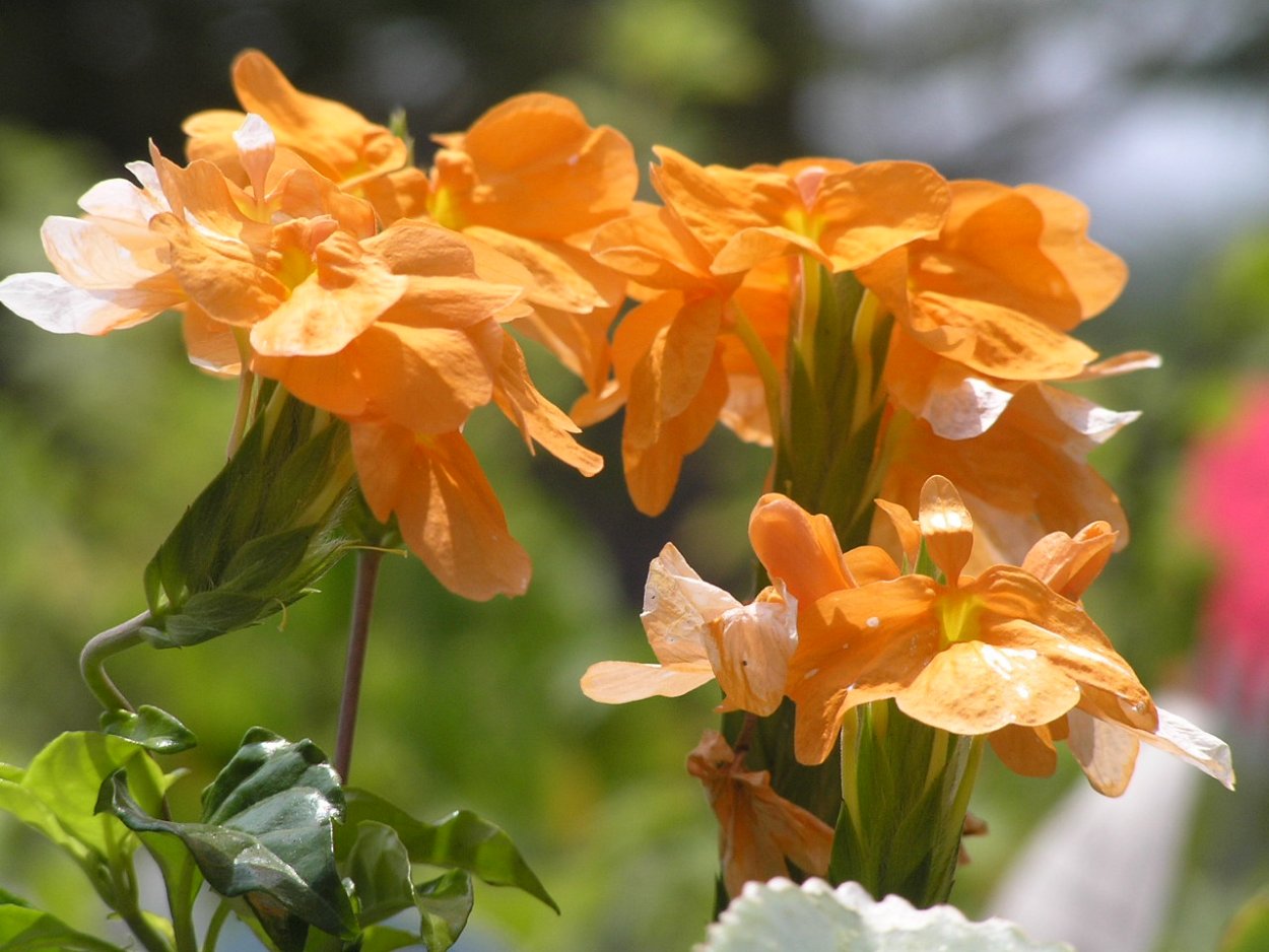Crossandra infundibuliformis