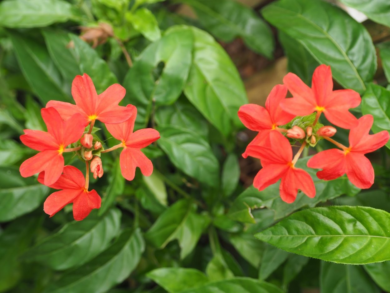 Кроссандра красная