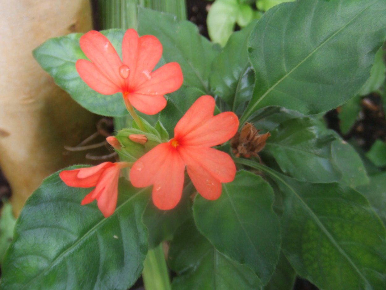 Кроссандра голубая