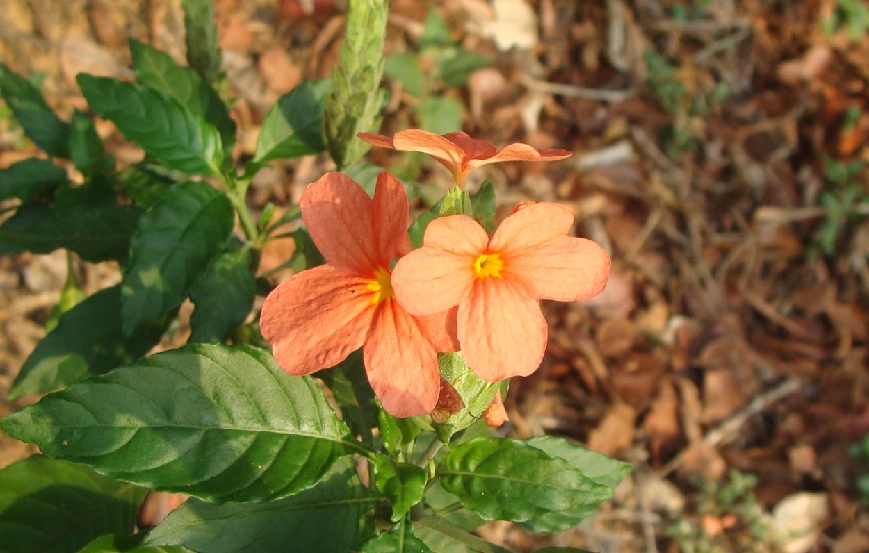 Crossandra infundibuliformis