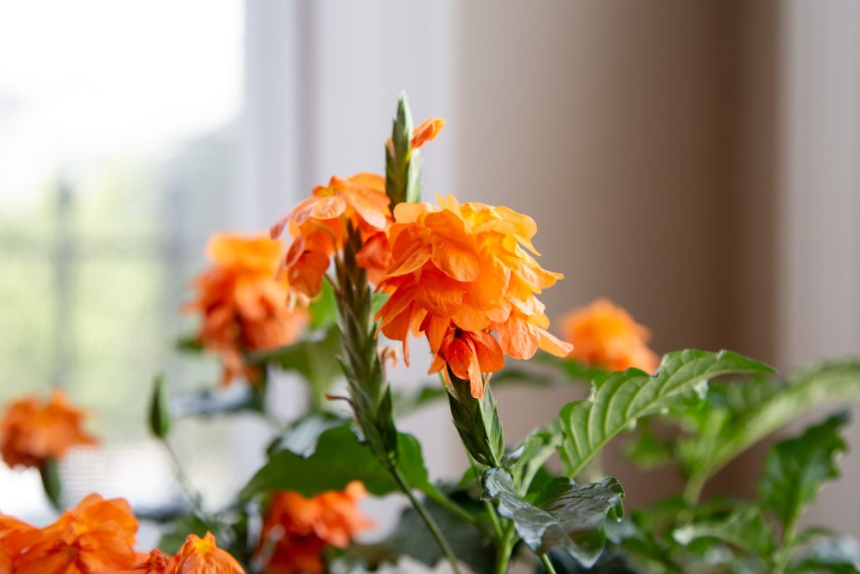 Кроссандра 13/35