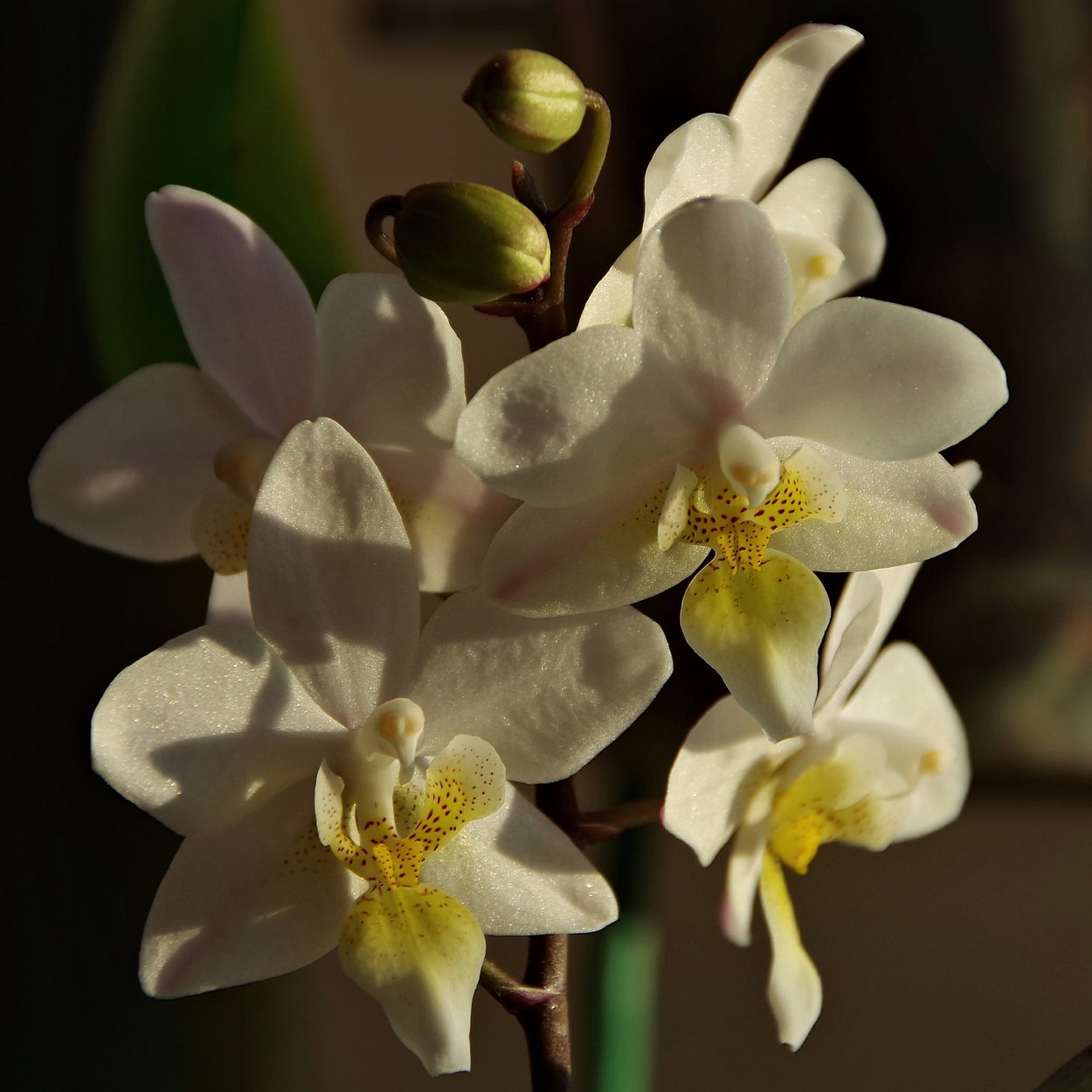 Фаленопсис Кассандра Альба