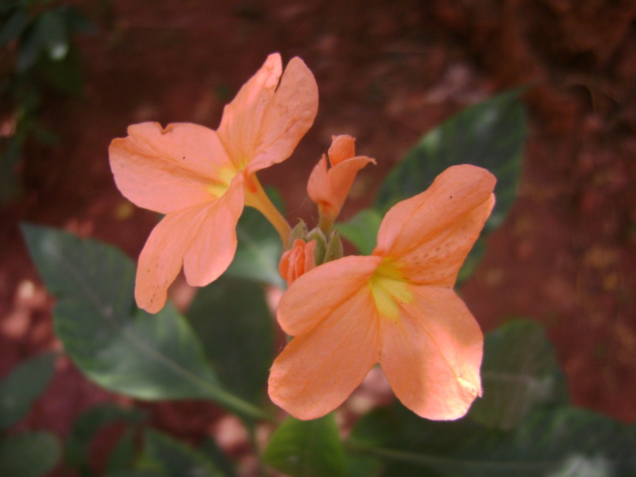 Кроссандра Нильская розовая