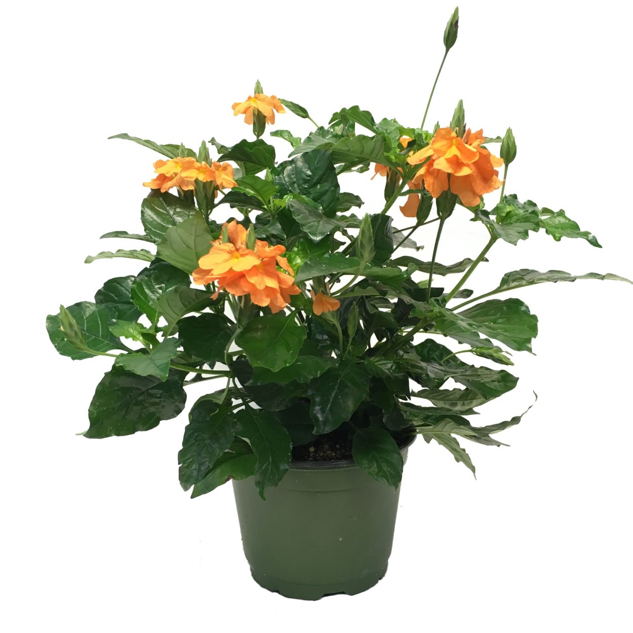 Цветок Фортуна кроссандра