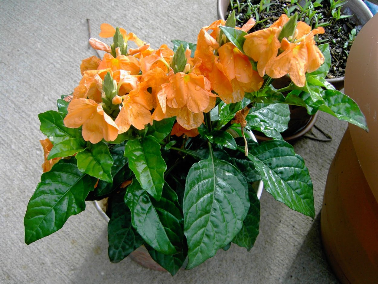 Гибискус кроссандра