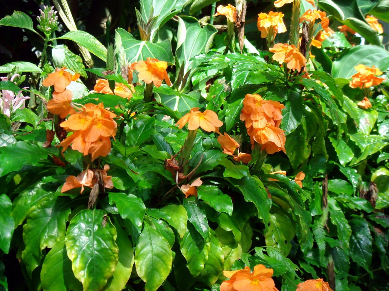 Кроссандра Тропик