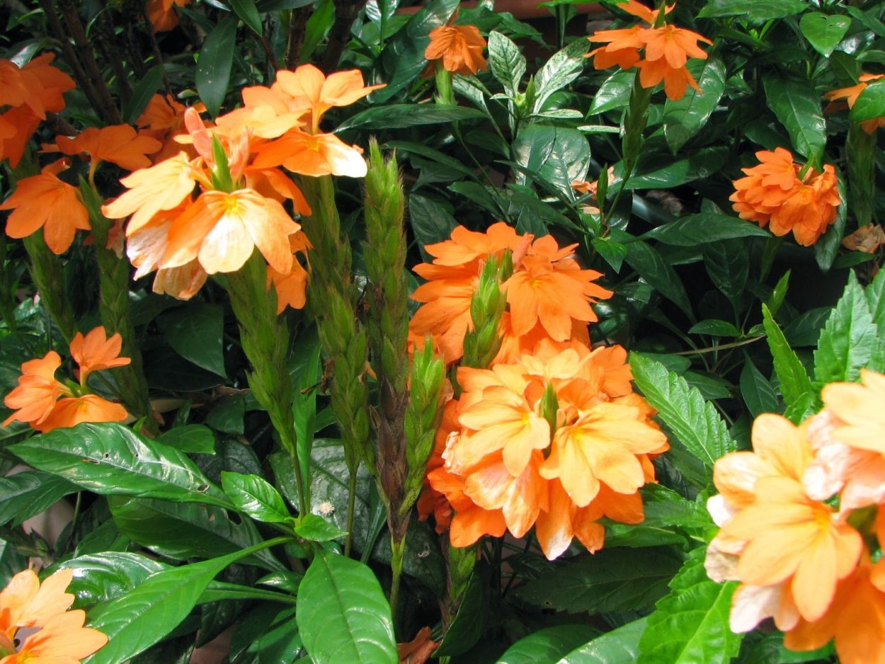 Кроссандра Тропик