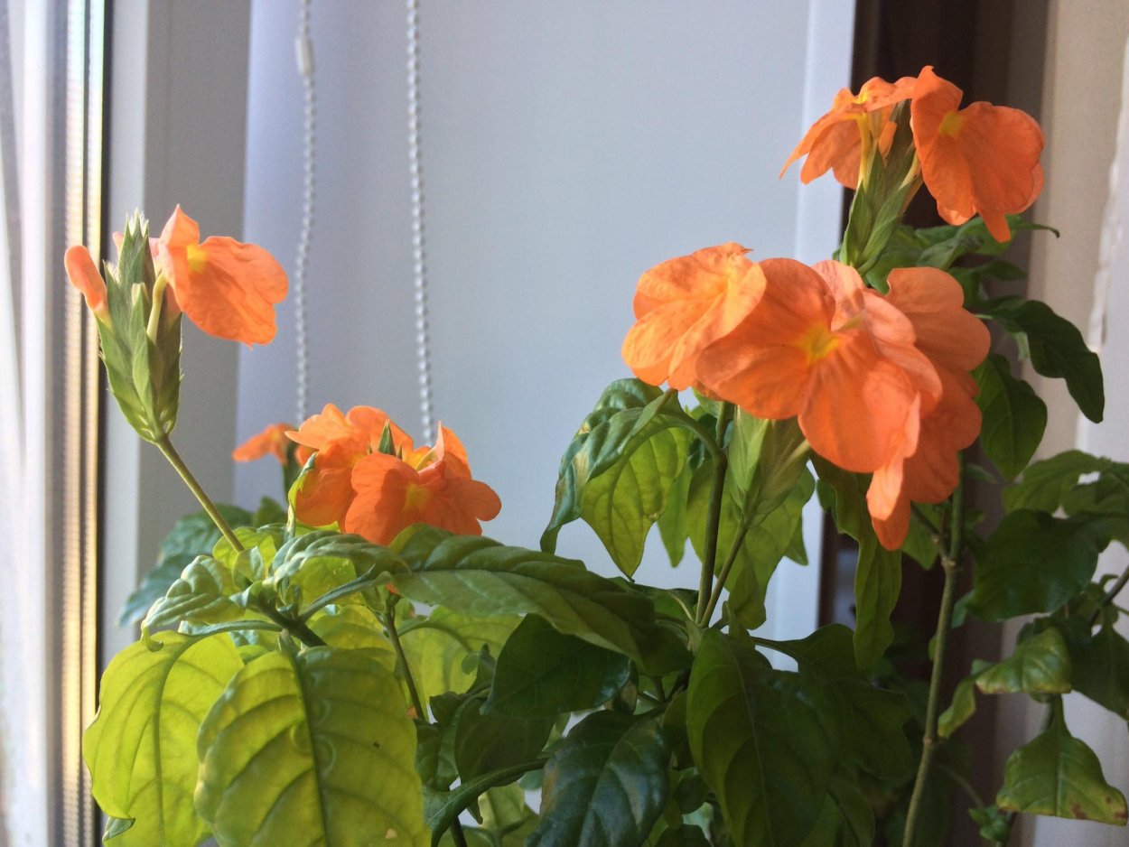 Цветок Фортуна кроссандра