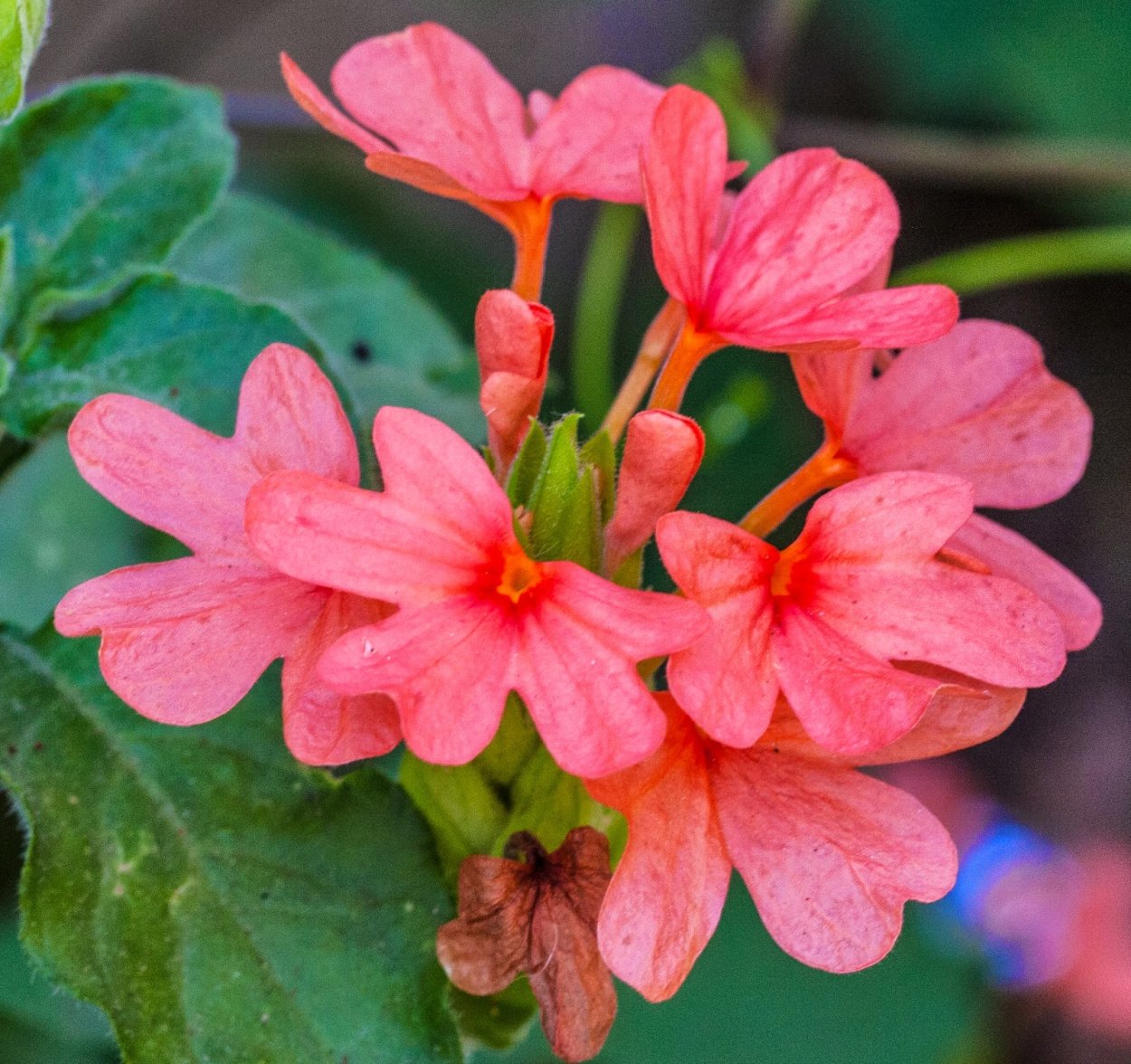 Кроссандра розовая